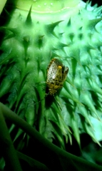 Dryadocoris apicalis