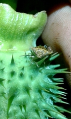 Dryadocoris apicalis