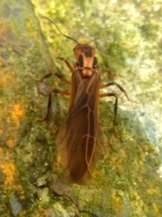 Acromyrmex coronatus