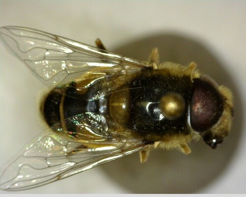 iNaturalist observation photo of Black-footed Drone Fly