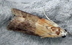 Acrobasis palliolella