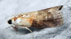 Acrobasis palliolella
