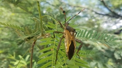 Pachylis neocalifornicus