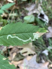 Liriomyza carphephori