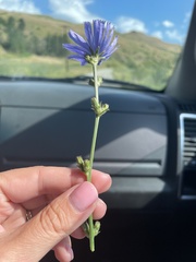 Cichorium intybus