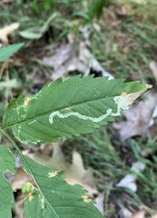 Liriomyza carphephori