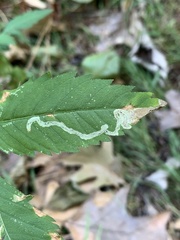 Liriomyza carphephori