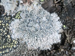 Lecanora bicincta