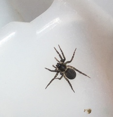 Artoriinae