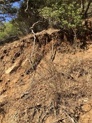 Acmispon dendroideus
