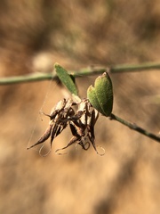 Acmispon dendroideus