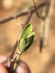 Acmispon dendroideus