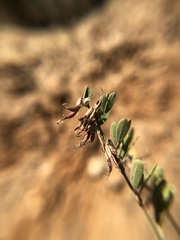 Acmispon dendroideus