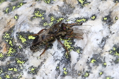 Cyrtopogon bimaculus