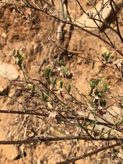 Acmispon dendroideus
