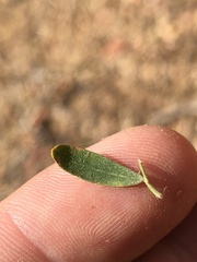 Acmispon dendroideus