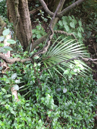 Rhopalostylis sapida