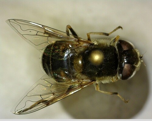 iNaturalist observation photo of Black-footed Drone Fly