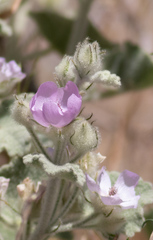 Malacothamnus fremontii