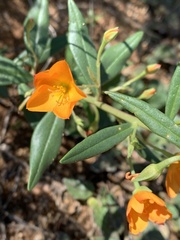 Talinum aurantiacum
