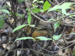 Pipilo maculatus macronyx