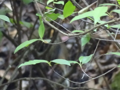 Pipilo maculatus macronyx