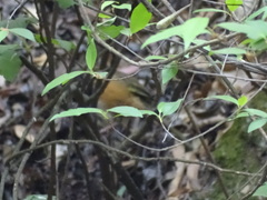 Pipilo maculatus macronyx