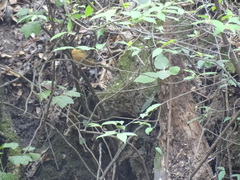 Pipilo maculatus macronyx