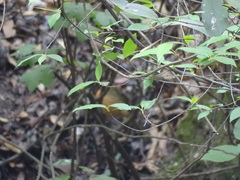 Pipilo maculatus macronyx