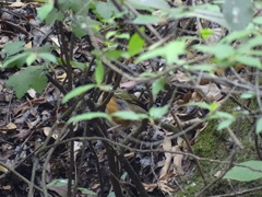 Pipilo maculatus macronyx