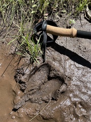 Cervus canadensis canadensis
