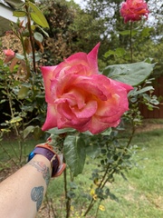 Rosa