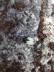 Epilachna nigrocincta