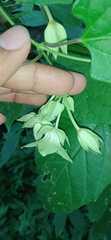 Dictyanthus hamatus