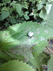 Epilachna nigrocincta