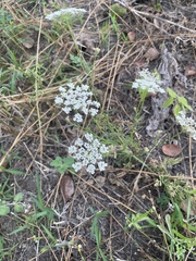 Bifora