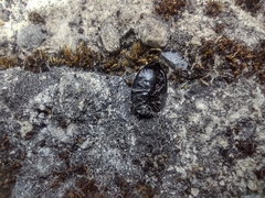 Epilachna nigrocincta