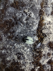 Epilachna nigrocincta