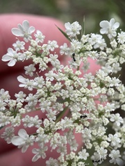 Bifora