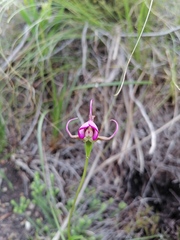 Disperis capensis