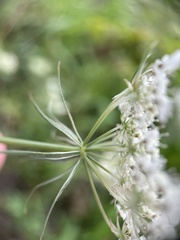 Bifora
