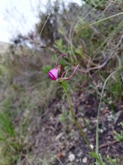 Disperis capensis