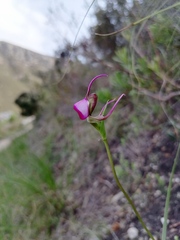 Disperis capensis