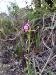 Disperis capensis