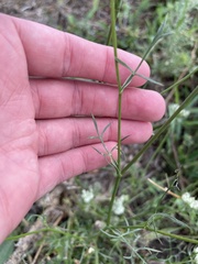 Bifora