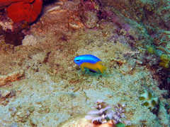 Pomacentrus auriventris