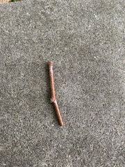 Styela montereyensis