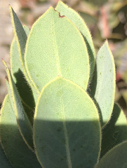 Arctostaphylos catalinae