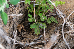 Potentilla biennis