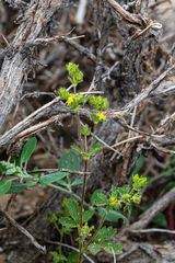 Potentilla biennis